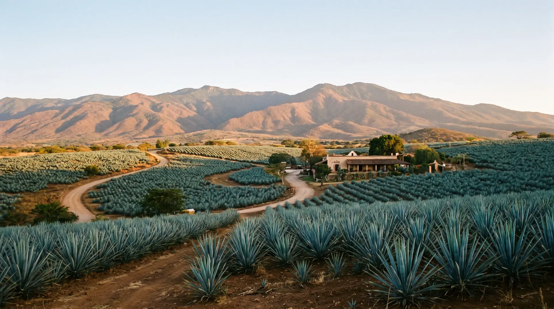 A picturesque landscape of a large agave plantation with rows of agave plants stretching across the fields. In the background, mountains rise under a clear sky. A winding path leads through the fields toward a building, possibly a farmhouse or distillery. The setting evokes regions famous for tequila production.